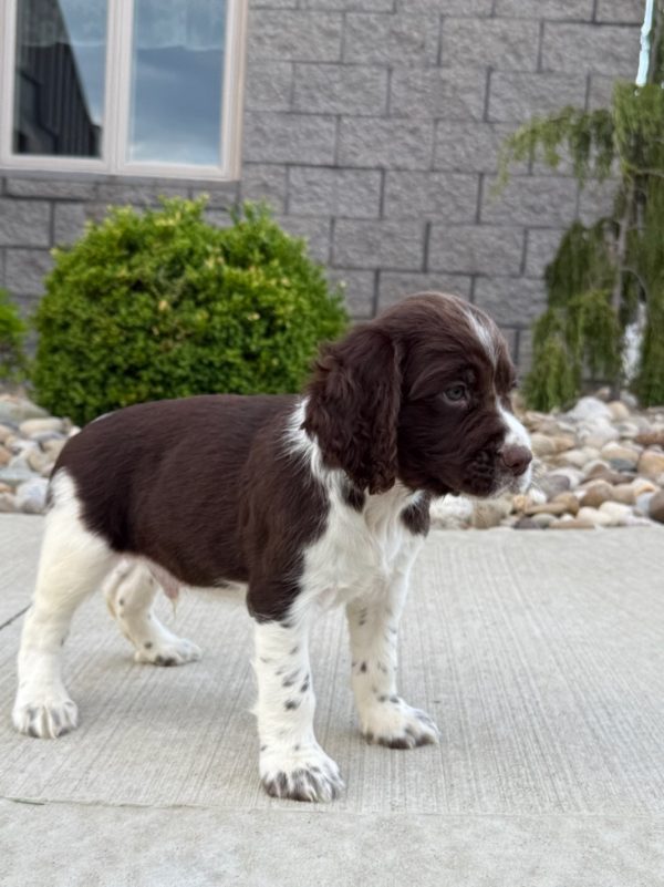 Finn - Image 4