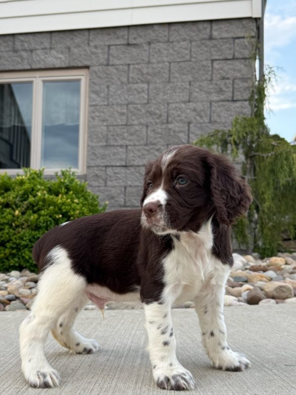 Finn - Image 3
