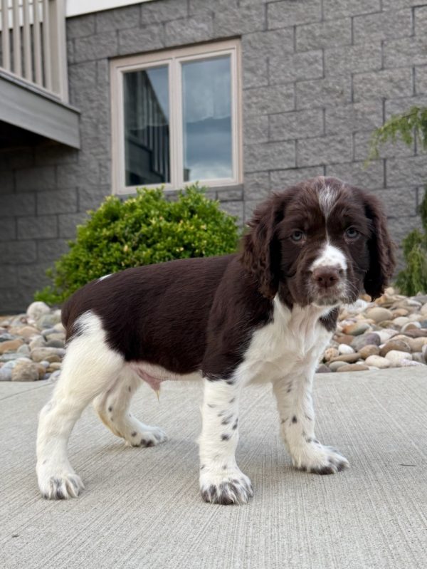 Finn - Image 2