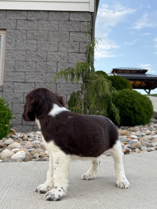 Finn - Image 6