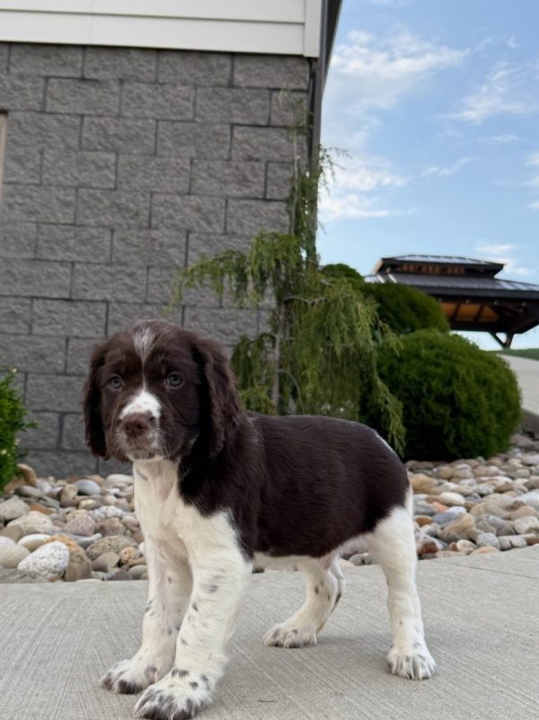 Finn - Image 7