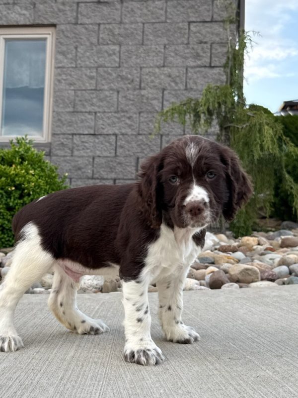 Finn - Image 8