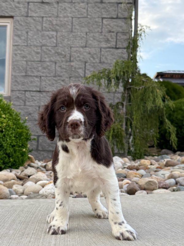 Finn - Image 11