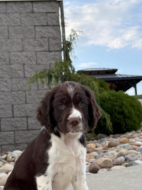 Finn - Image 9