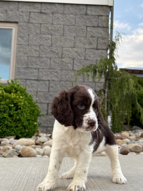 Rosie - Image 19