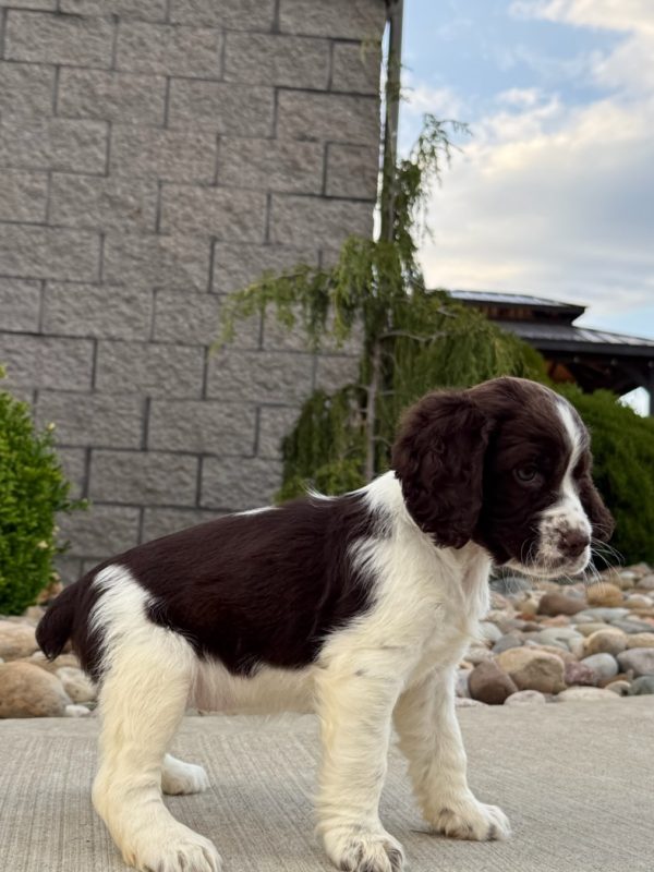 Rosie - Image 15