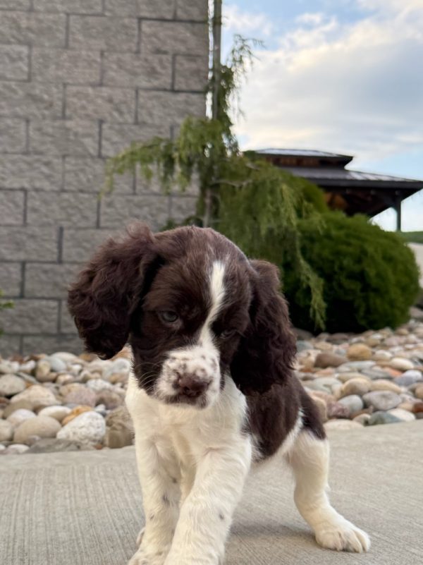 Rosie - Image 16