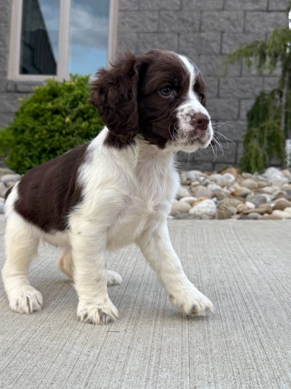 Rosie - Image 11