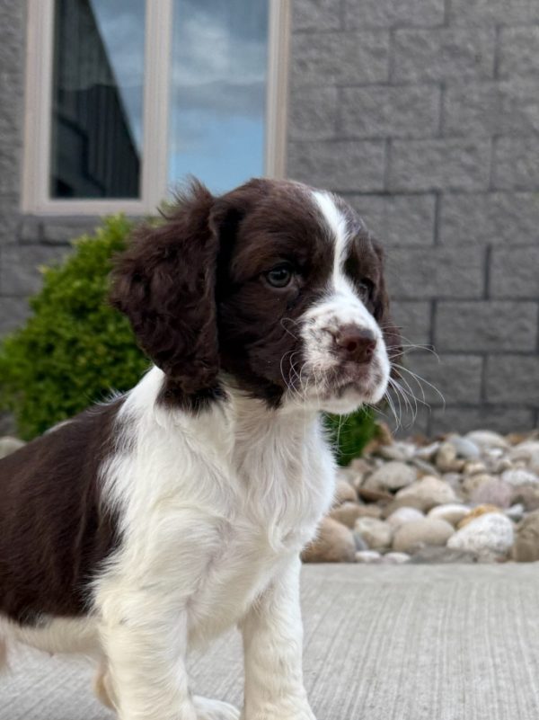 Rosie - Image 14