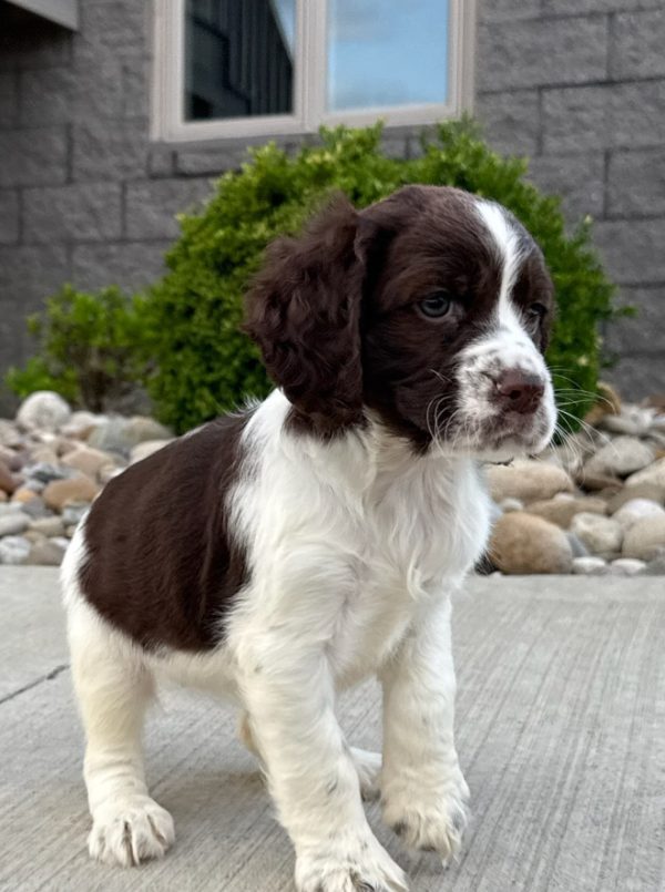 Rosie - Image 10