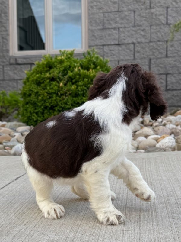 Rosie - Image 18