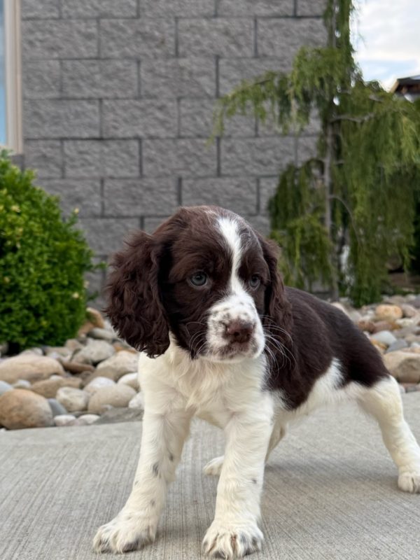 Rosie - Image 12