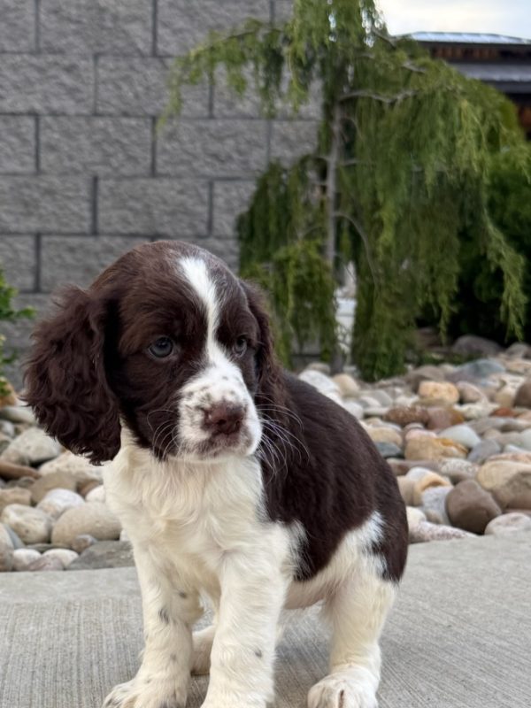Rosie - Image 13