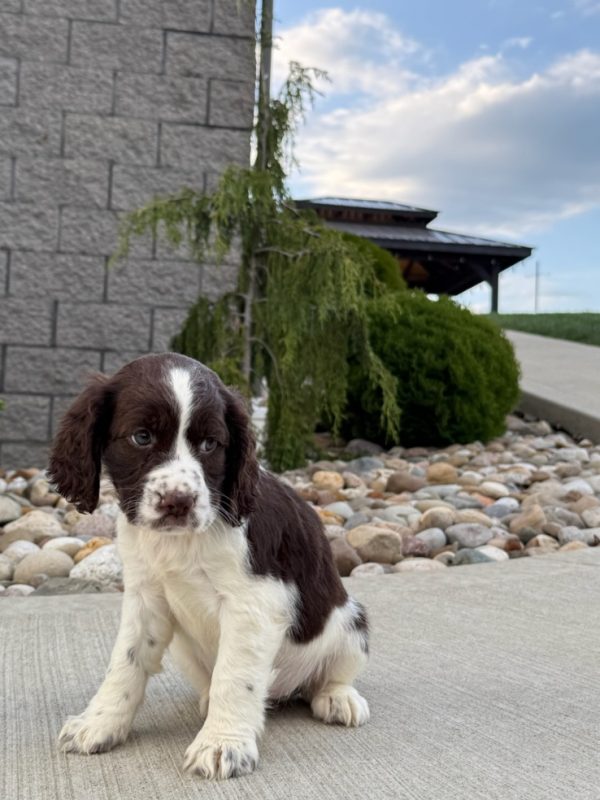 Rosie - Image 20