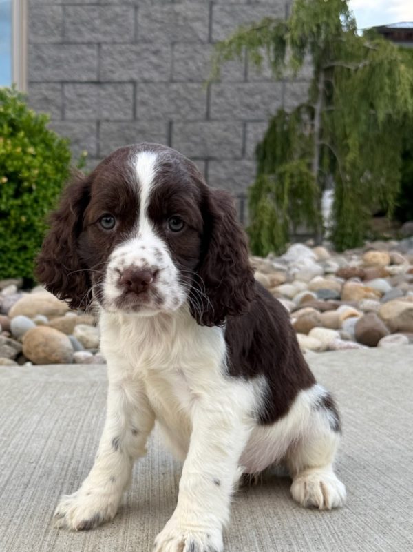 Rosie - Image 21