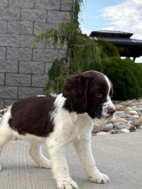 Rosie - Image 25