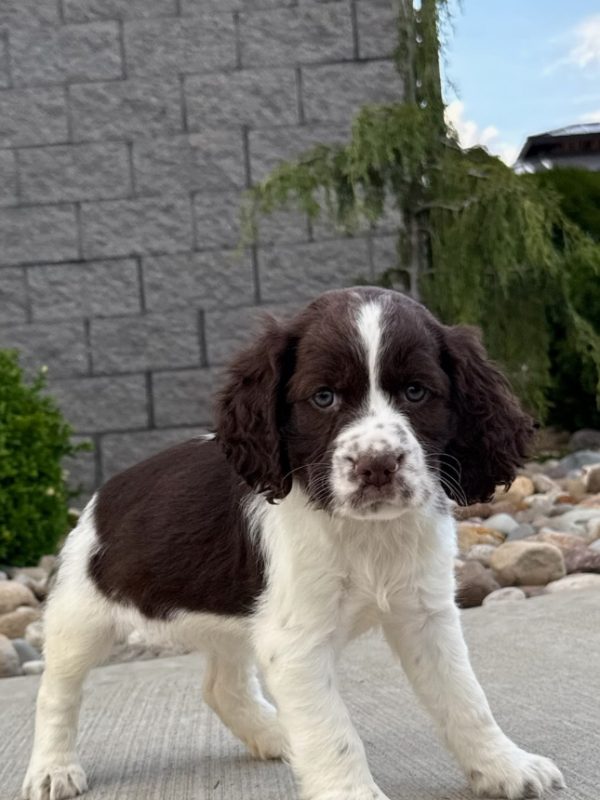 Rosie - Image 24