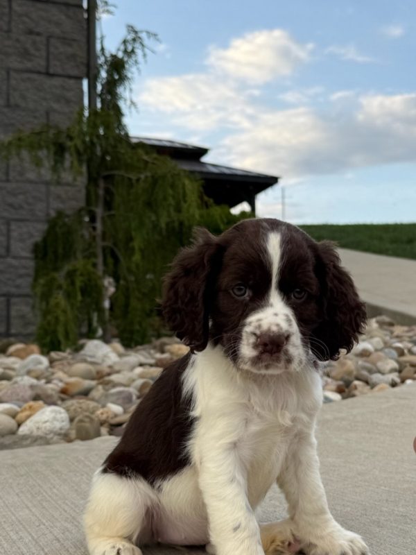 Rosie - Image 23