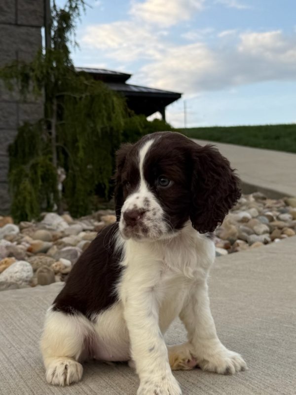 Rosie - Image 22