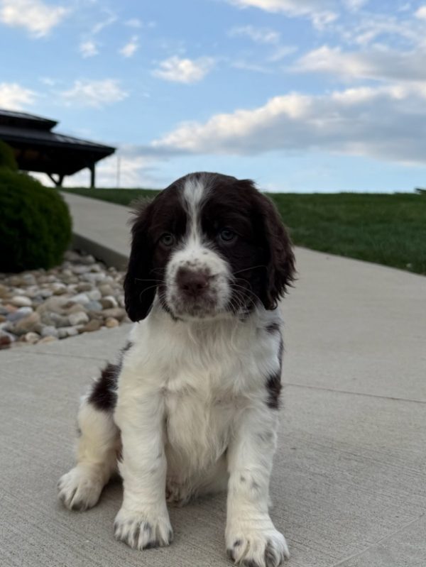 Ellie
