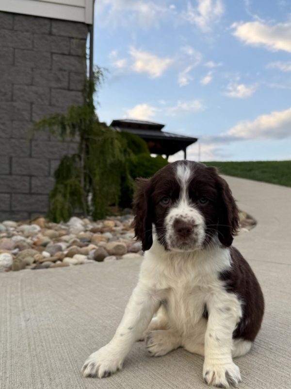 Ellie - Image 8