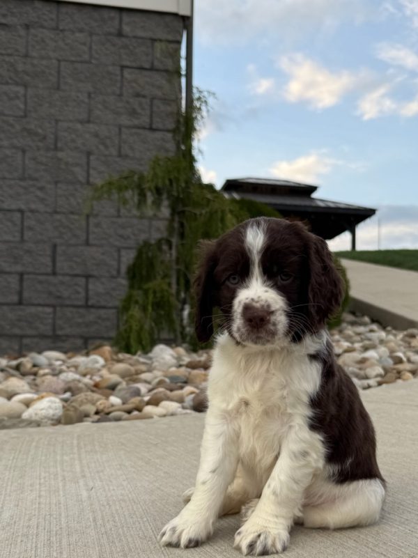 Ellie - Image 6