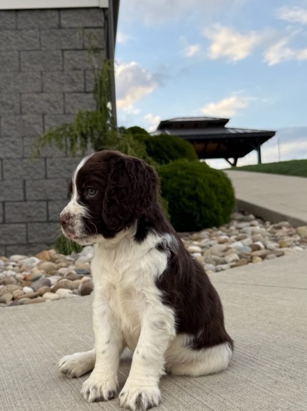 Ellie - Image 9