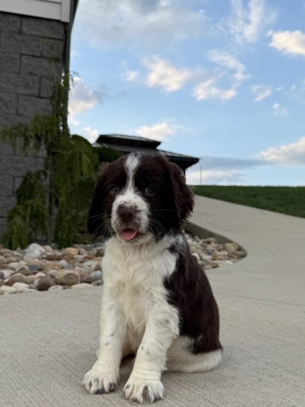 Ellie - Image 10