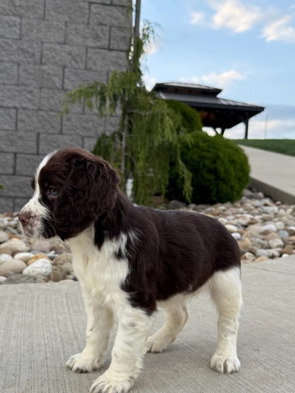 Ellie - Image 11
