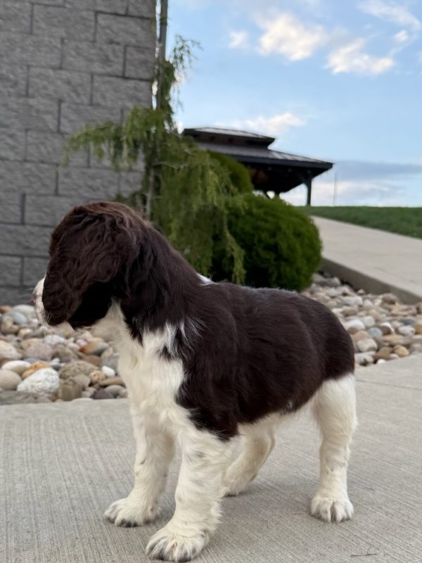 Ellie - Image 12