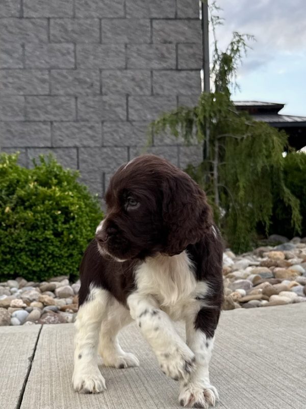 Zoey - Image 13