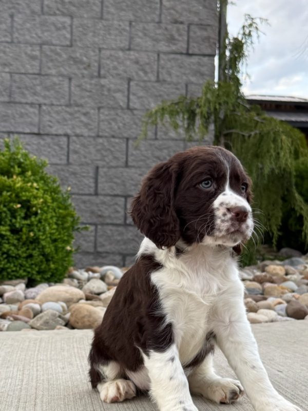 Roxy