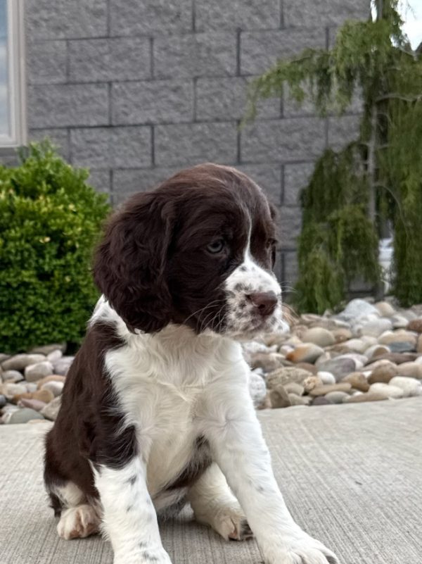 Roxy - Image 2