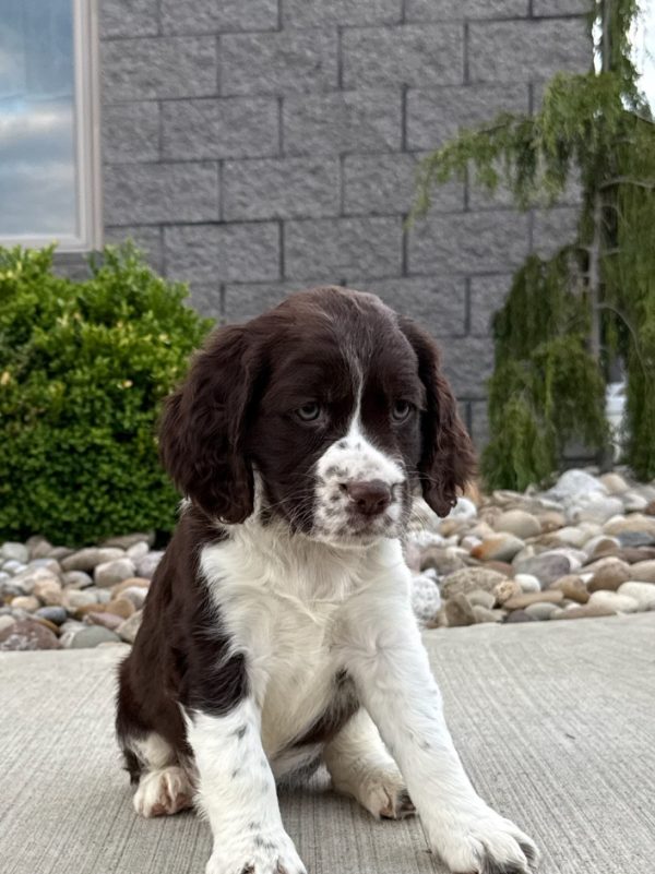 Roxy - Image 3
