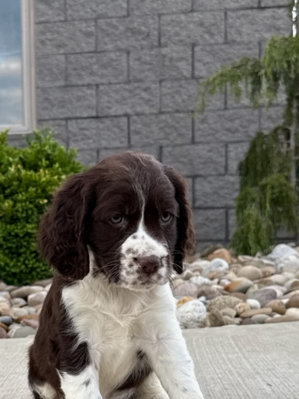 Roxy - Image 4
