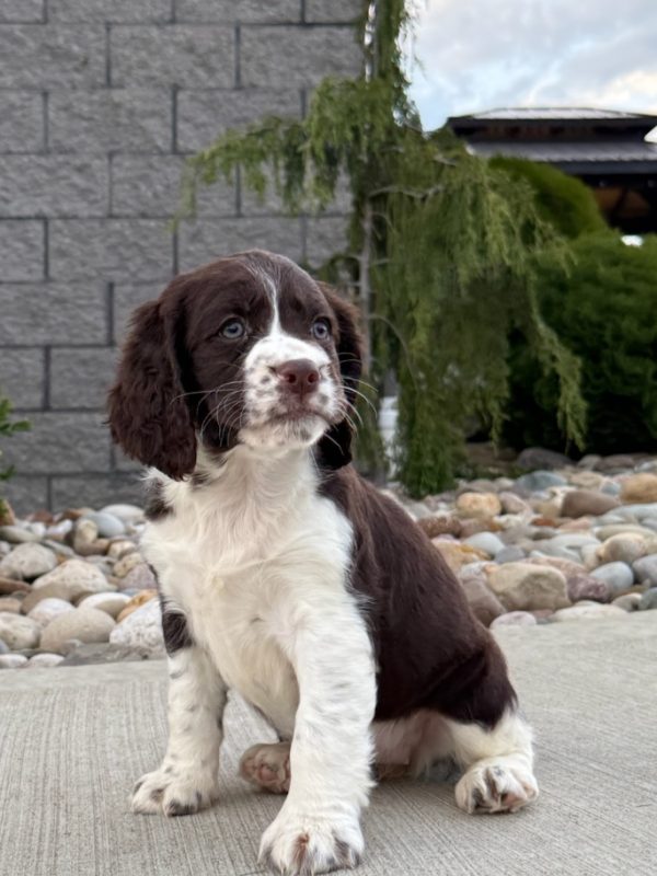 Roxy - Image 7