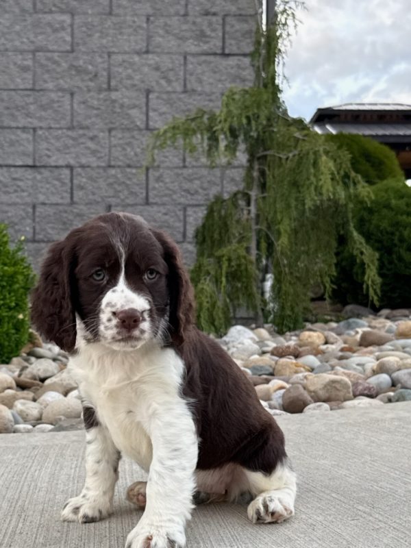 Roxy - Image 6