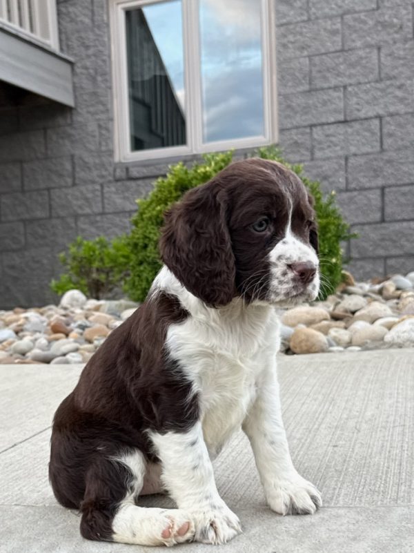 Roxy - Image 9