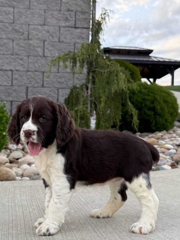 Roxy - Image 10