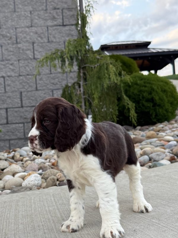 Roxy - Image 11