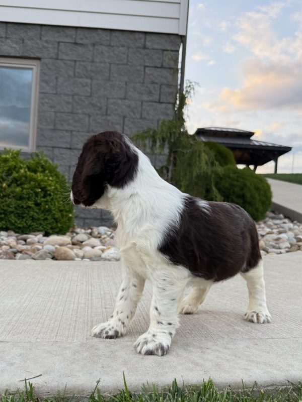 Ruby - Image 12