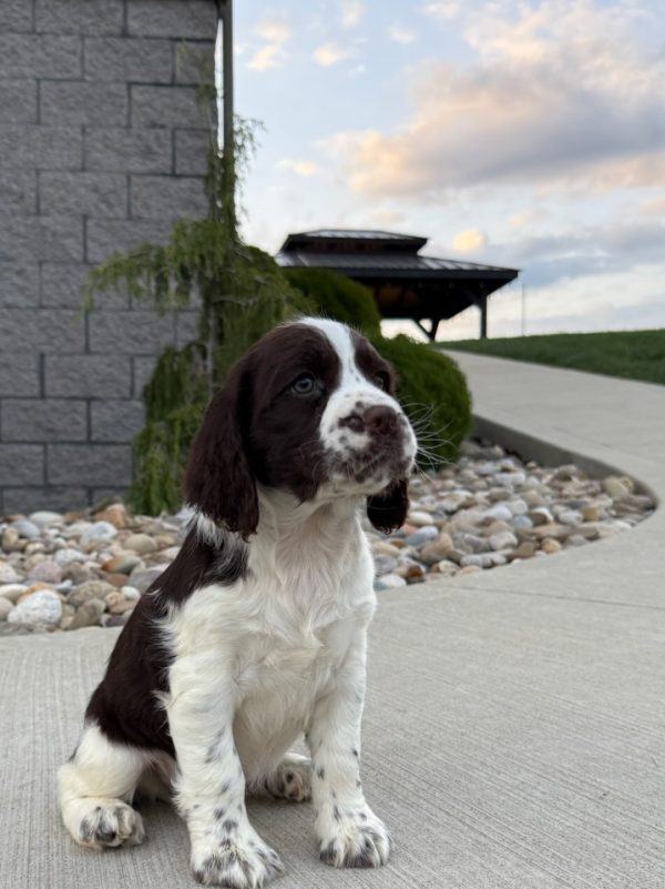 Ruby - Image 16