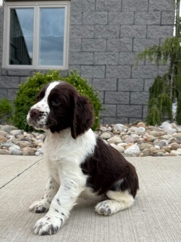 Ruby - Image 18