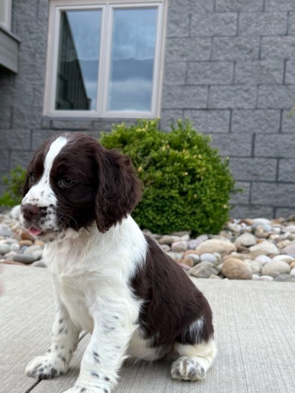 Ruby - Image 24