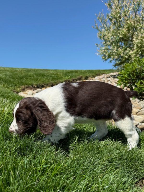 Ruby - Image 8