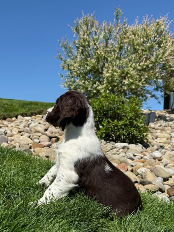 Ruby - Image 11