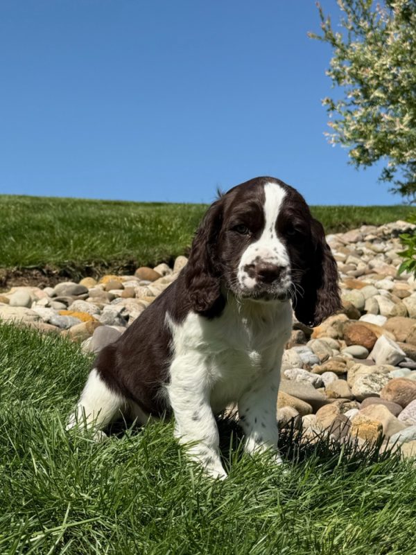 Ruby