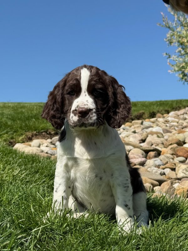 Ruby - Image 6