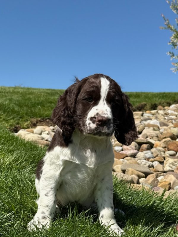 Ruby - Image 10