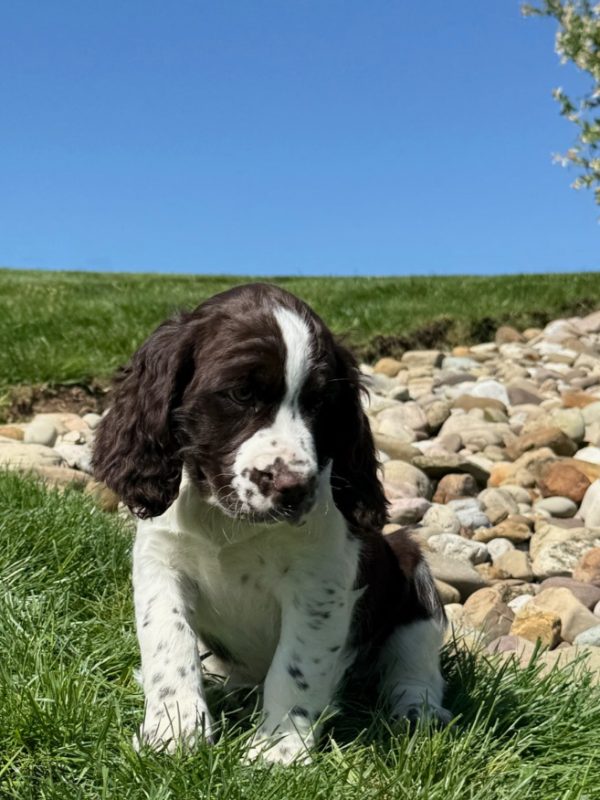 Ruby - Image 9